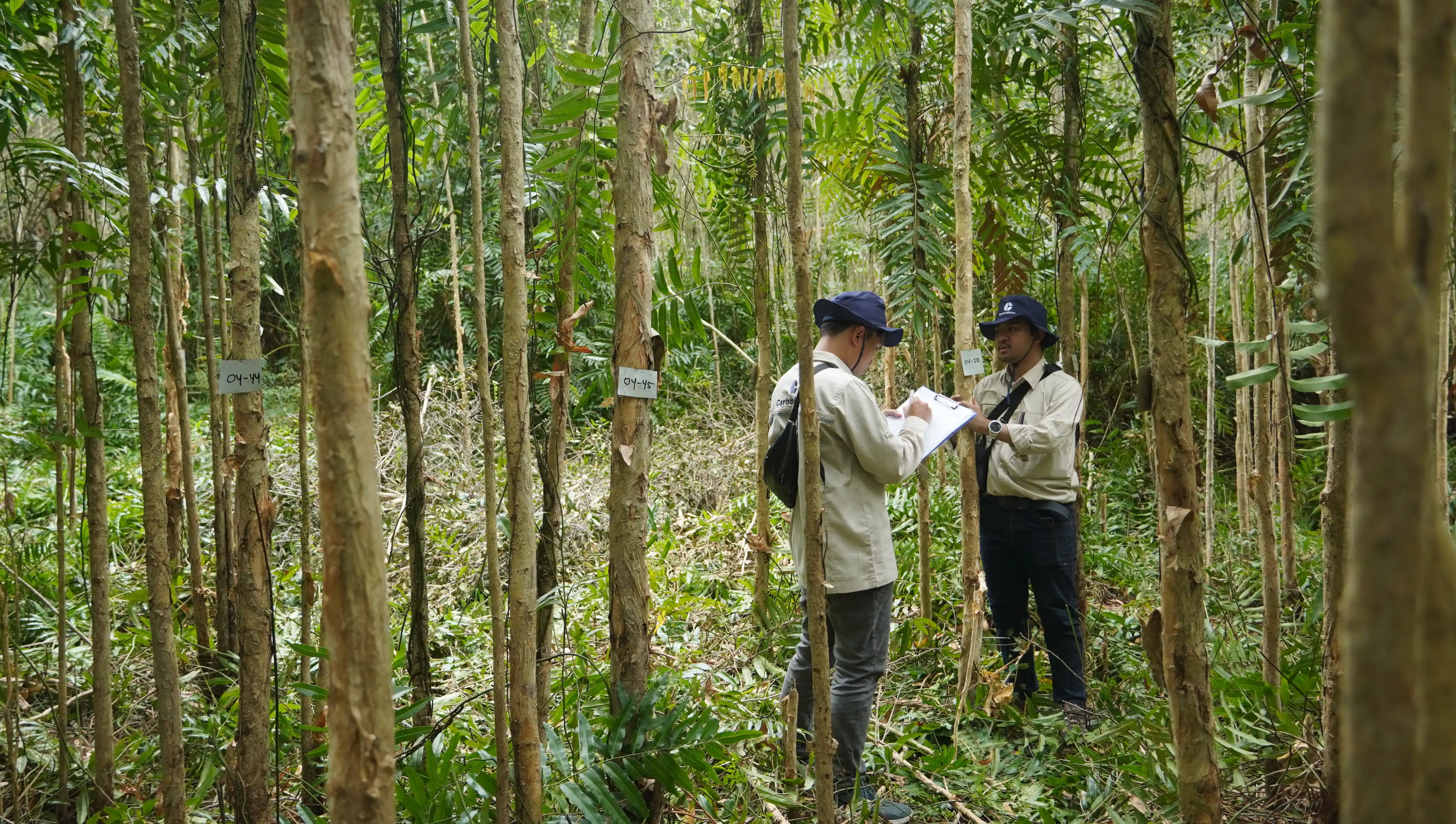 Reforestation & Revegetation